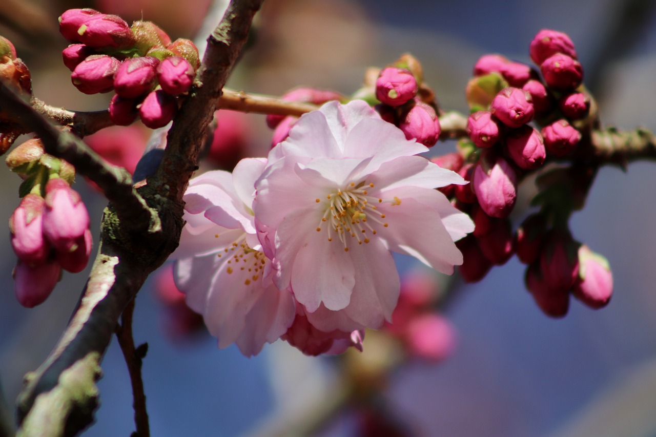 Exploring Japan's Cherry Blossom Festivals